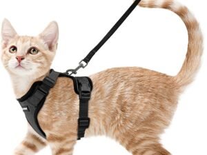 rabbitgoo Harnais Chat Petit Chien Laisse Harnais Chaton Réglable Noir XS Collier Harnai Chat Refléchissant Gilet Respirant pour Lapin, Chat Européen, Maine Coon, Persan, Attache Dessus avec Laisse