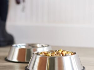 Comedero para perro (acero inoxidable, 2 comederos), Plateado, Lot de 2