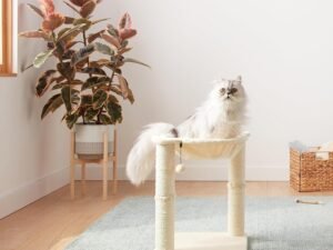 Basics Arbre à chat en forme de tour avec abri, lit hamac et griffoir - 41 x 51 x 41 cm, Beige