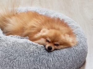 Feandrea Panier pour Chien, Lit Ronde en Forme de Beignet, Canapé, Coussin Central Amovible et Lavable, Tissu Peluche Doux, Ø60 cm, Gris Ombré PGW038G01