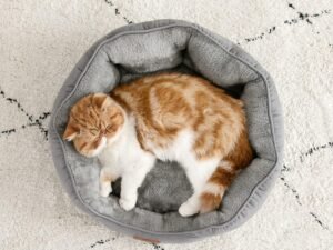 Bedsure Lit Lavable pour Chats - Canapé Antidérapant d'Intérieur, Rond Gris 51x48x15cm