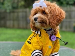 MOREZI Imperméable pour Chien, avec Boutons et Fermetures éclair réfléchissants, imperméable/Pluie, Cordon de Serrage réglable, Capuche Amovible-Jaune